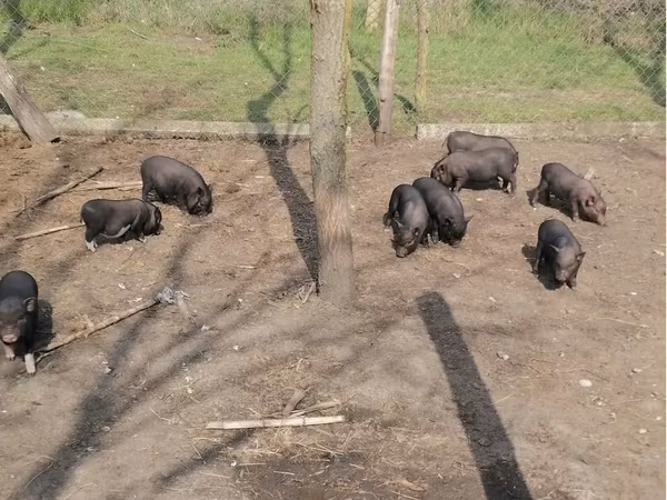 Verrat, Вьетнамская вислобрюхая