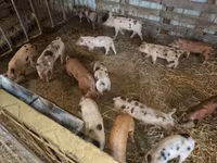 Porcs (lot, sexe non indiqué) — photo 4