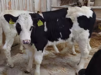 Buğa, Simmental cattle — foto 4
