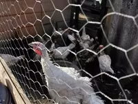 Turkeys — foto 1