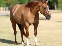 Kobila, Quarter Horse — fotografija 5