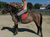 Kobyła, Polish pony — zdjęcie 3