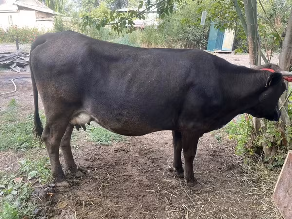 Krava, Ukrainian Brown Dairy Cattle