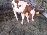Byk, Simmental cattle — zdjęcie 2