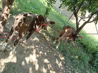 Krava, Red Estonian cattle — fotografija 2
