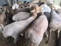Brebis, Moutons — photo 1