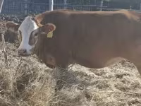 Kuh, Limousin-Kuh — Foto 3