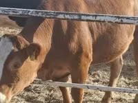 Kuh, Limousin-Kuh — Foto 2