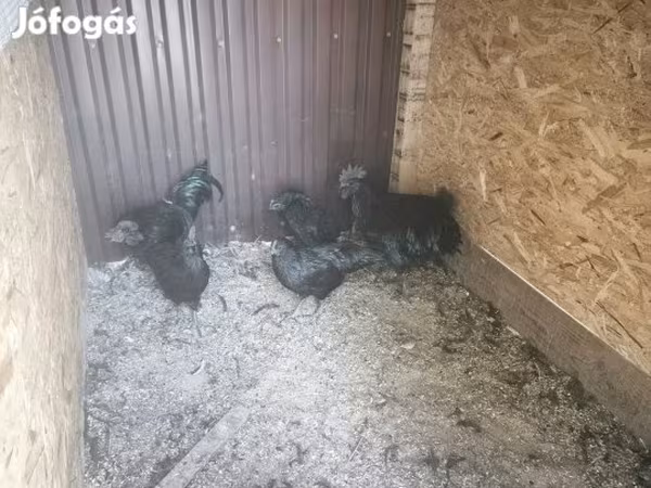 爪哇黑鸡