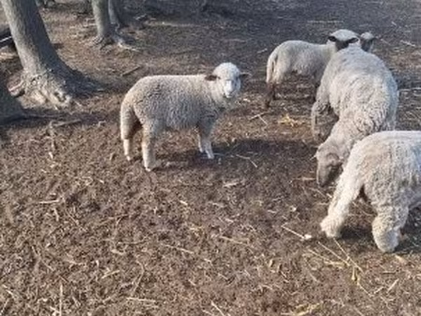 Ram, Sheep