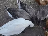 Geese — zdjęcie 1