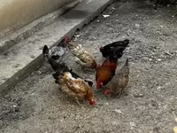 Chickens — photo 3