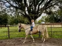 Pastuv, Quarter Horse — fotografija 8