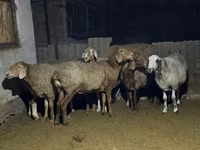 雌羊, Arashan sheep — 写真 1