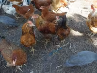 Chickens — zdjęcie 3