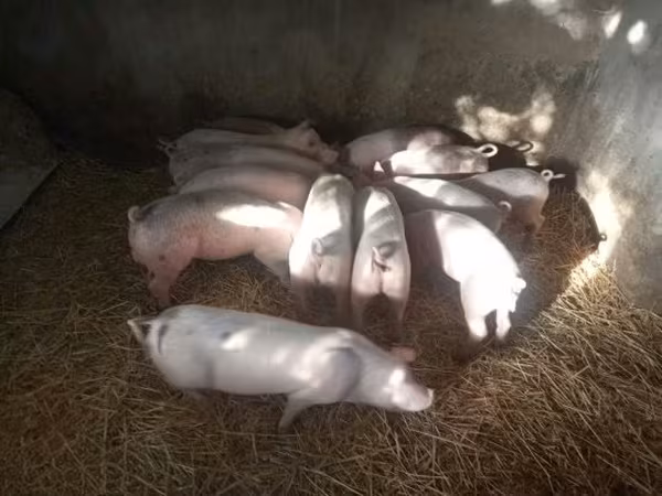 Porca, Porcos
