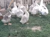 Geese — fotografija 1