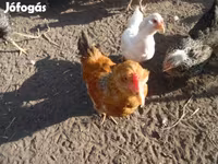 Chickens — Foto 3