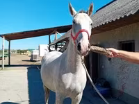 حصان, Lipizzaner — الصورة 4