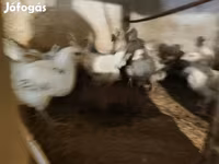 Turkeys — Foto 1