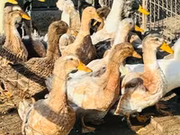 Ducks — الصورة 2