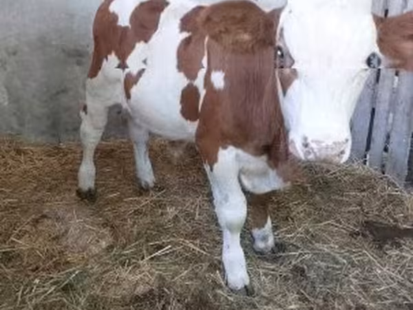 Touro, Simmental cattle — Hungria