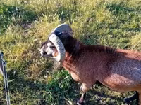 Cabro, Cabras — foto 2