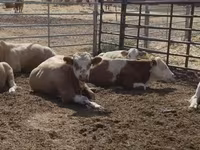 Byk, Simmental cattle — zdjęcie 2