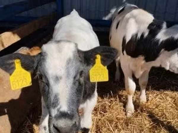 Buqa, Russian Black pied cattle — Vengriya