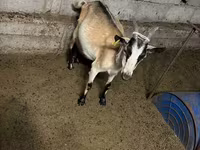 Koza, Saanen goat — zdjęcie 8
