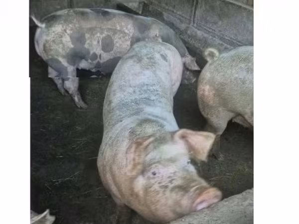 Truie, Porcs — Hongrie