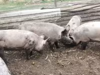 Boar, Крупная белая — photo 1