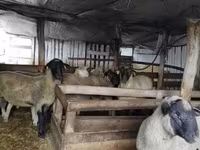 Widder, Ile-de-France sheep — Foto 8