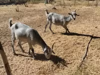 बकरी, Nubian Goat — फ़ोटो 5