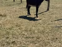 Cavalo, Kerry Bog Pony — foto 2