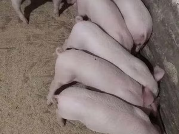 Świnie (partia, płeć nieokreślona), Крупная белая