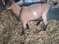公山羊, Alpine goat — 照片 2
