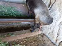 Koza, LaMancha goats — zdjęcie 1