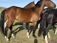 Kobila, Dutch warmblood horse — fotografija 2