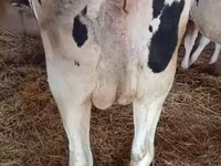 Sigir, Russian Black pied cattle — 3-rasm