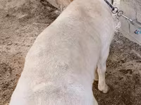 Moutons (lot, sexe non indiqué), Moutons — photo 1