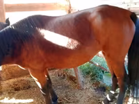 Kobila, French Trotter — fotografija 4