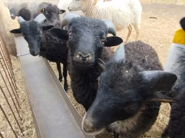 雄羊, Ouessant sheep