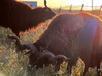 母羊, Racka sheep — 照片 5