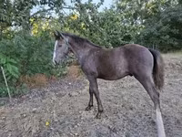 Cavalo, Cavalos — foto 3