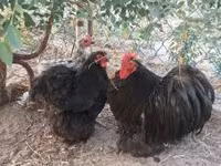 Bantam Pekín — foto 2
