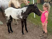 Kobila, Appaloosa — fotografija 6
