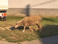 雄羊, Ile-de-France sheep — 写真 2