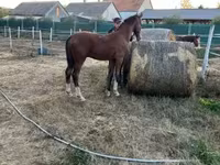 Hengst, Dutch warmblood horse — Foto 7