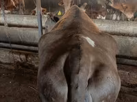 Cow, Simmental cattle — photo 4